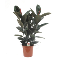 Фикус эластика Робуста купить