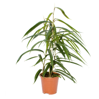 Фікус Біннедіка Alii купить