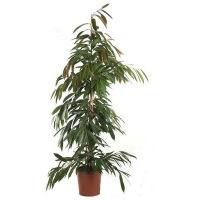 Фикус Биннедика али Амстел Кинг купить