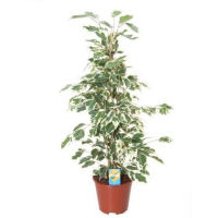 Фикус бенджамина Старлайт купить