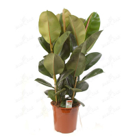 Фикус эластика Абиджан купить