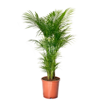 Хризалидокарпус (Chrysalidocarpus) купить