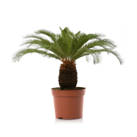 Цикас купить