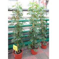 Шеффлера (Schefflera) купить