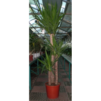 Юкка купить