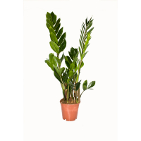 Заміокулькас купить