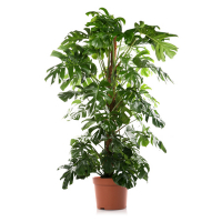 Монстера купить