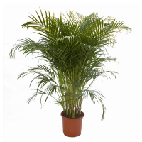 Хризалидокарпус (Chrysalidocarpus) купить