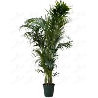 Хризалідокарпус (Chrysalidocarpus) купить