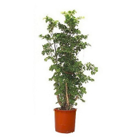 Полисциас купить