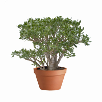 Крассула (Crassula mix) купить