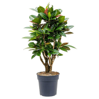 Кротон Петра купить