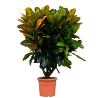 Кротон купить