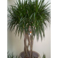 Драцена (Dracaena) купить