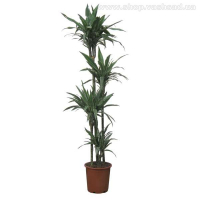 Драцена фрагранс Варнески купить