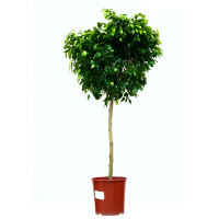 Фикус Биннедика Алии купить