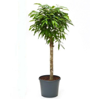 Фікус Біннедіка 