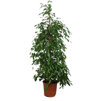 Фікус бенджаміну 