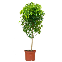 Фікус бенджаміна Екзотика купить