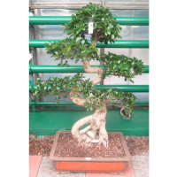 Фикус микрокарпа Гинсенг купить