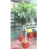 Фикус Биннедика Алии купить