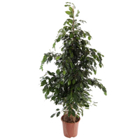 Фикус бенджамина Экзотика купить