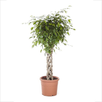 Фикус бенджамина Экзотика купить