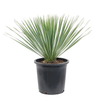 Юкка Рострата купить