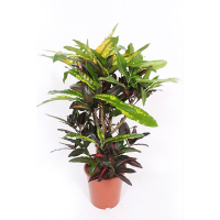 Кротон Манго купить