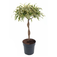 Драцена Рефлекса Валентина купить