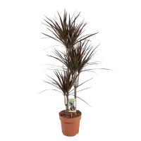 Драцена Маджента 3 ствола купить