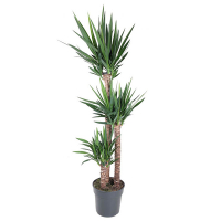 Юкка 3 стволи купить