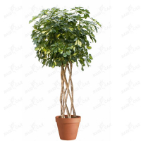 Шеффлера деревоподібна 