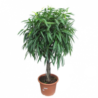 Фикус Биннедика Алии переплетенный купить