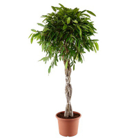 Фикус Биннедика Амстел Кинг косичка купить