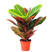 Кротон Петра купить