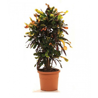 Кротон (Codiaeum) Мамми купить