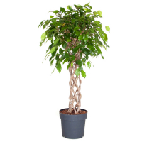 Фикус бенджамина Экзотика цилиндр купить