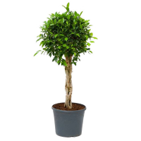 Фикус бенджамина Нитида косичка купить