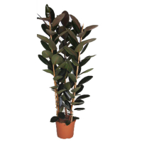 Фикус эластика Абиджан купить