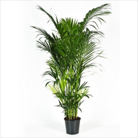 Ховея Форстериана купить