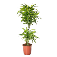 Драцена фрагранс 