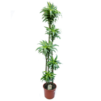 Драцена фрагранс Компакта Сюрприз (5 стволів) купить