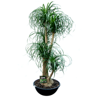 Нолина Recurvata купить