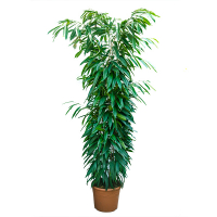 Фикус Биннедика али Амстел Кинг купить