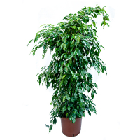 Фикус бенджамина Наоми голд купить