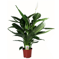 Спатифілум Сенсація купить