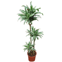 Драцена Фрагранс Вайт Джевел купить