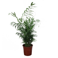 Хамедорея купить