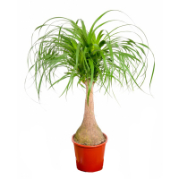 Ноліна купить